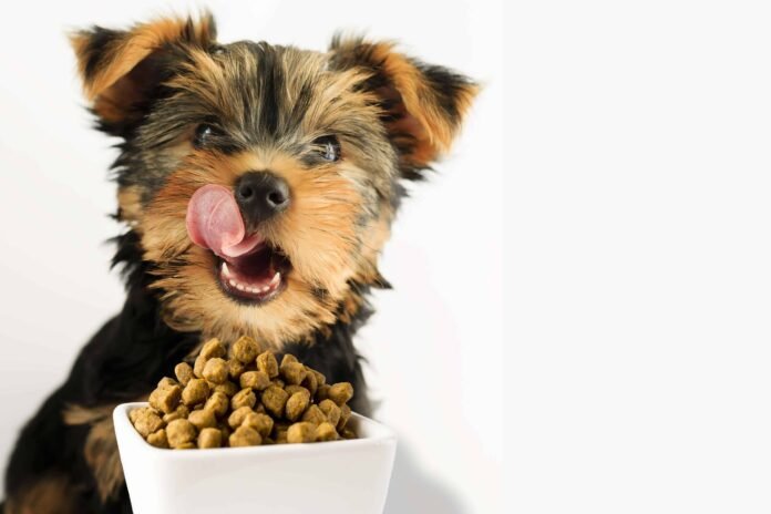 Best Dog Food