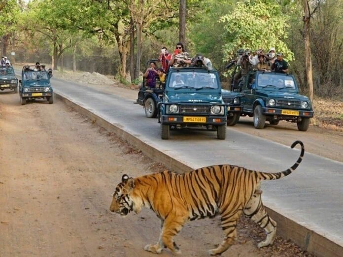 Discover India’s Wild Side