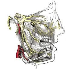 Trigeminal
